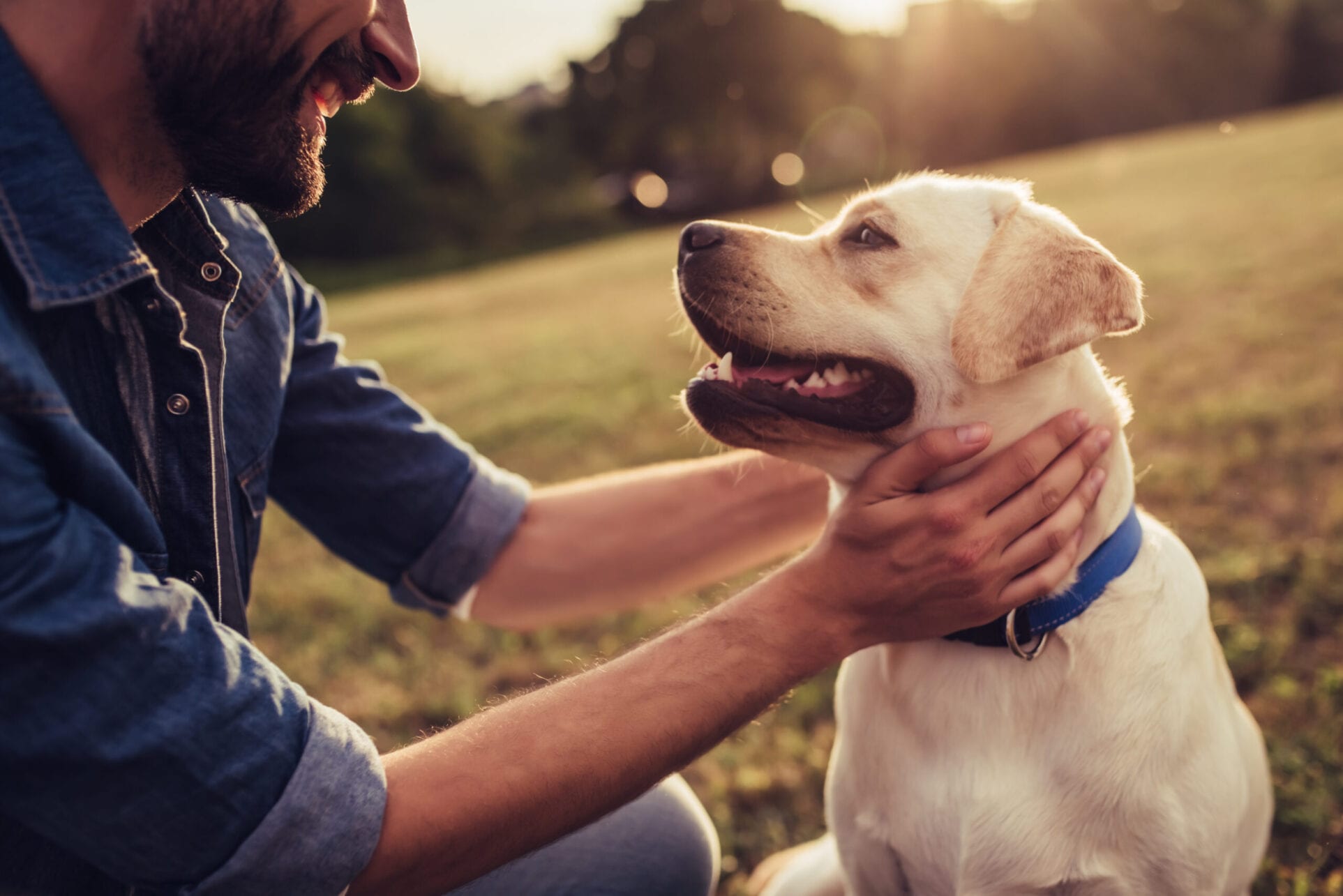Cropped,Image,Of,Handsome,Young,Man,With,Labrador,Outdoors.,Man Pet-Friendly Apartments